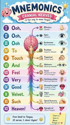 🧠 Cranial Nerves Made Easy | Ultimate Mnemonics Guide ✨