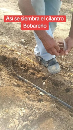 Así se Siembra el Cilantro Bobareño en el Campo