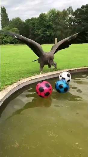 The Largest Flying Bird on Earth
