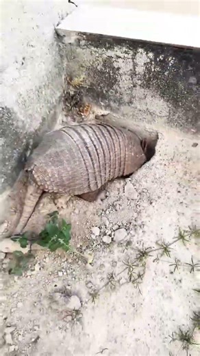 Why is this Armadillo Digging in a Cemetery? 😨#viral #wildlifeentertainment #wildlife #viralvideo