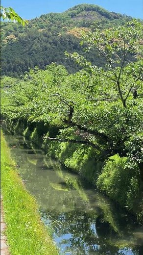 哲学の道から見る【大文字山の火床】白川疏水通・如意ヶ嶽・五山送り火（2026年5月5日）