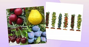 Avid gardeners 'definitely recommend' buying these mini patio fruit trees for under £10 - AOL
