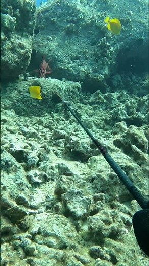 Spearfishing with a 3 prong or “Hawaiian Sling” #fishing #diving #freediver l #spearfishing #hawaii