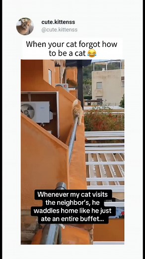 Cute Cats | Funny Cats on Instagram: "Copy cat 🤣 (watch our highlights) Credit:- Funny.Pets."