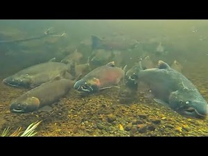 UNBELIEVABLE Under Water Salmon FISHING Footage!!