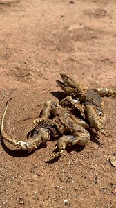 ‘Eviscerated’ This Central Bearded Dragon appears to have been unalived by a bird of prey, possibly an eagle, but death would not have been swift. Large birds of prey have razor sharp talons and incredibly powerful grip strength, once the lizard was in those talons it would’ve been helpless and the Eagle would have wasted no time finishing the job & started eating immediately.. while it was still alive. On the list of rough ways to go, this one is up there. 🦎💀🦅 Central Australia @natureismeta