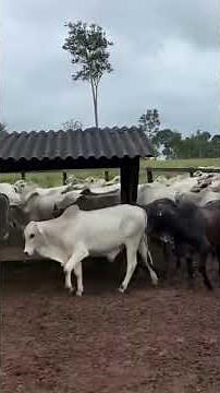 Border Collies in action in the field! 😱 Total control of the herd.