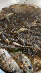 Jumping salad! | Kara David