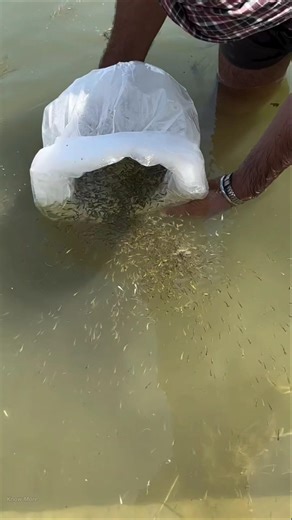 Why Are Fish Seeds Added To Water? #shorts