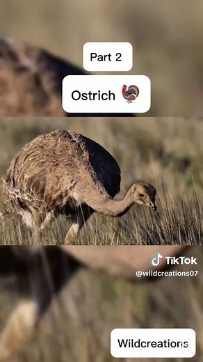 Ostrich Behavior Insights: Documenting Wild Animals