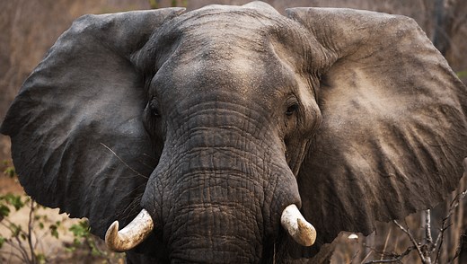 Why Are Elephants' Ears So Big?
