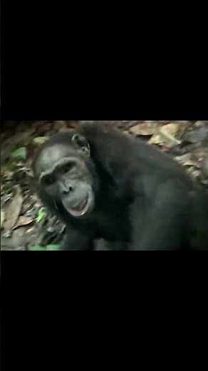 Ce chimpanzé a surpris tout le monde avec son intelligence