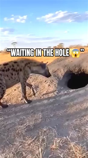 “The Hole Hid a Monster | Hyena’s Worst Mistake” #animalshorts