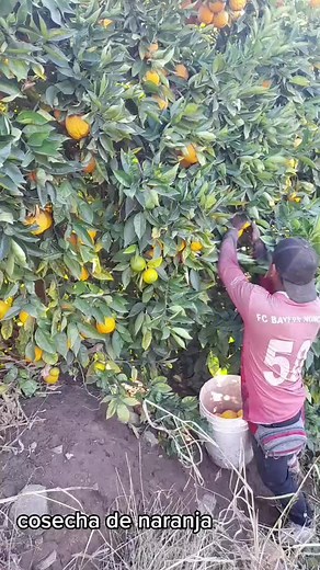 Orange Harvesting in a Lush Orchard