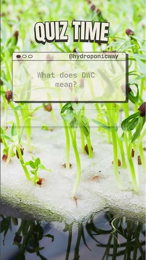 What Does DWC Stand For in Hydroponics? 🌱 #hydroponicway #hydroponics #shorts #quiz #quiztime