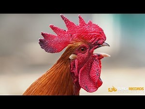Rooster Sound Effect | Royalty Free Sound Effects
