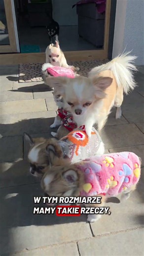 7-tygodniowe szczeniaczki: pierwsze wyjście na dwór. #chihuahuauzależnia #gurdaksflowers #hodowla