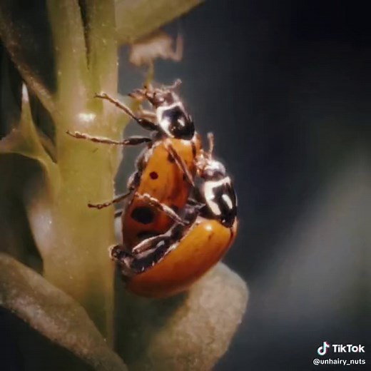 Goated bug fr they just be eating #fyp #ladybug #insect #edit | ladybug