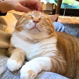 4.7M views · 108K reactions | After seeing this video, you will know a lot more about your cat! | Naturee | Facebook