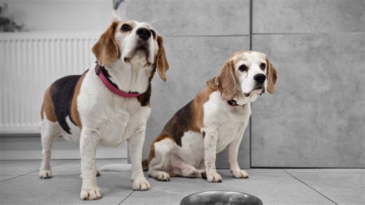 Drama unfolds when a beagle gets only one kibble
