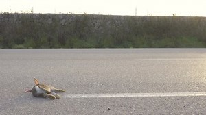 Close-up Unrecognizable Rabbit Run Over On Stock Footage Video (100% Royalty-free) 1067629076 | Shutterstock