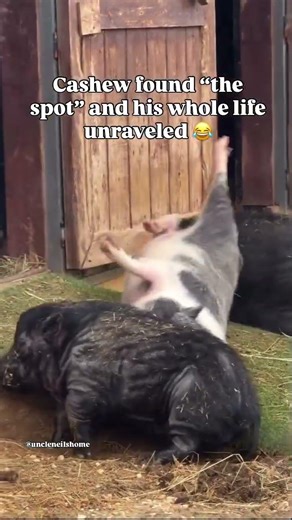 Piglet rolls down ramp scratching his spot 😂