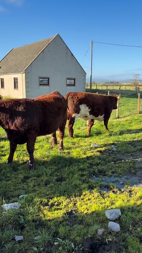 In calf heifers away to a repeat customer in Ayrshire , sad to see them go along with a cracking maiden heifer for a new customer but we can’t keep them all. #beefshorthorn | Fearn Farm