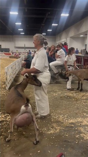 World's Most Productive Goat? 18-Liter Milk Record! 🤯
