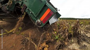 mechanized potato harvesting. Tractor with potato digger, bottom view, close-up