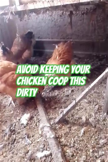 AVOID KEEPING YOUR CHICKEN COOP DIRTY #freerangechickens