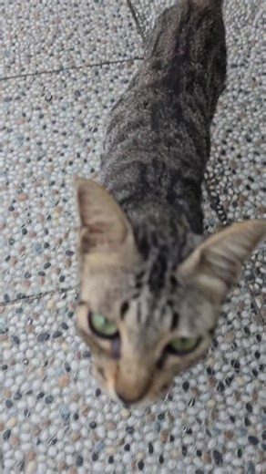 Baka Tora21 (@bakatora21)’s videos with The Earth is a Very Small Dot - Matt Maltese