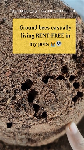 Ground Bees Living in My Pot?! 😳🐝 | Watch What Happens Next #bees #mypotsgarden