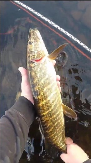 Loch Awe Pike