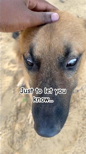 Zombies Only Eat People With Brains 🧠😂 #germanshepherd #funnydogs #dog #shorts