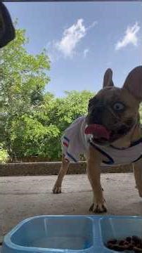 She Had One More Time to Tell Me Wait ✋🏿🐶🍫 #puppy #frenchie