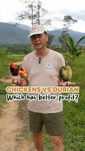 110K views · 2K reactions | Chickens gives us faster cash flow while waiting for other crops to grow, that's how profitable regenerative farming works!  #regenerativefarmers #malaysia #chicken #chickenfarm #farming | Regenerative Farmers Malaysia | Facebook
