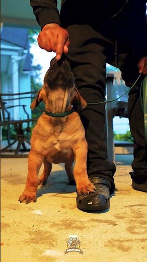 Boerboel Training Takes Consistency And Patience #boerboelpuppy #puppytrainingshorts #boerboels