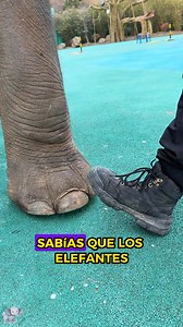 5.2M views · 99K reactions | Datos de elefantes  #animales #curiosidades #naturaleza #amor #fauna #elefante | Mi Amiguito Peludo | Facebook