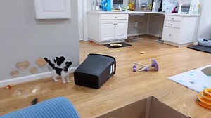 298K views · 7.8K reactions | 2 minutes of kitten hijinks. They're so much fun to sit and watch! | Love & Hisses | Facebook