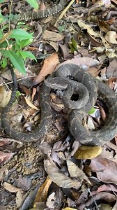 Soltura do casal de jararacas (Bothrops Leucurus) resgatadas no quintal sendo soltas em reserva ambiental! Só tenho a agradecer sempre À Deus por me proteger e guiar nesse trabalho! 🐍🇧🇷✝️ | Gabriel Núcleo