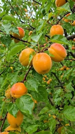 Fresh Apricots on Tree in 4K | Ultra Realistic Fruit ASMR | Relaxing Nature Sounds