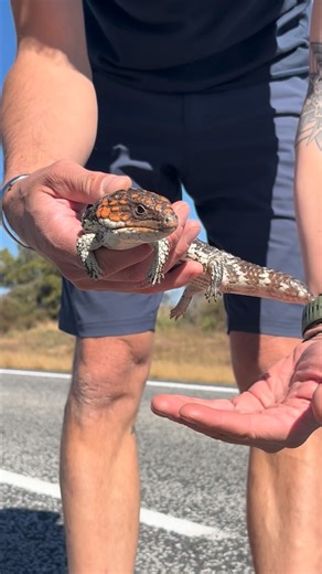 Loïc Lehygge on Instagram: "Réponse à @Pfff Non, les Scinques pomme de pin ne sont pas venimeux ; la langue bleu vif qu’ils arborent est un mécanisme de défense pour effrayer les prédateurs en leur faisant croire qu’ils sont venimeux, mais ils ne présentent aucun risque à long terme pour la santé des humains au-delà d’une morsure potentiellement douloureuse et de contusions causées par leurs puissantes mâchoires et dents. 🐉 #reptile #australie #lesaviezvous #animaux #sauvetage #tiliqua #tiliqua