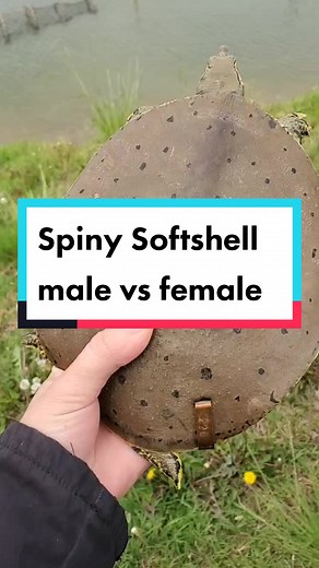 Spiny Softshell Turtle Gender Differences Explained