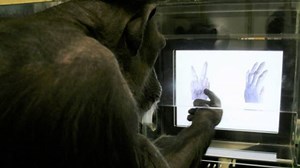 14K views · 65 reactions | Japanese primatologists have proven that chimps understand and can play the game with a food reward-based test. | The Telegraph | Facebook