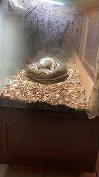 ⚠️LIVE FEEDING⚠️ My Boy Grimm the Genetic Stripe Reticulated Python VS Rabbit.no rights to music