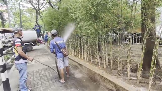 Nagdilig ng mga bamboo tree sa harap ng Bayview Park Hotel ang Flood Control Division III ng Department of Engineering and Public Works sa kahabaan ng Roxas Blvd. Service Road, Ermita, Manila. Ito ay isang patunay na hindi lamang kalinisan ang mahalaga para sa Pamahalaang Lungsod ng Maynila, kundi higit sa lahat ay ang pagiging malinis at maayos ng nasabing kalsada. (Photos by Department of Environment and Public Services-Manila) #ManilaPIO #AlertoManileño | Manila Public Information Office