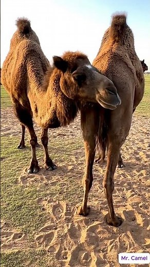 Camel mating and breeding scene 18