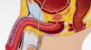 3D animation provides a detailed and accurate view of a section of the male reproductive system, showcasing the complex network of organs and structures involved | Premium Stock Video Footage