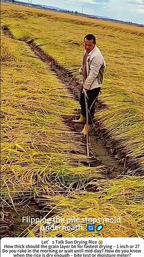 Turning Rice Grains on the Drying Floor – Morning Chore 🌾☀️