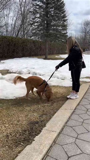 Effective Management Techniques for Leash Reactivity